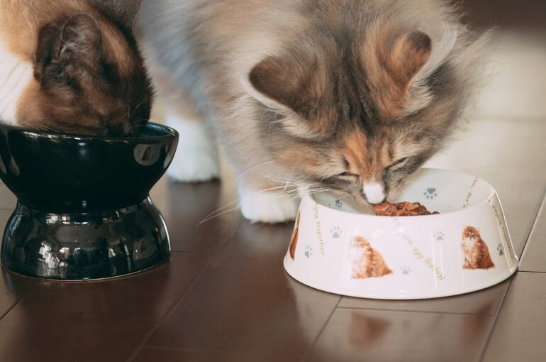 猫がもぐもぐしている画像